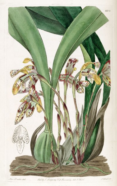 Brasiliorchis picta by Miss Drake